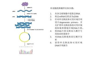 基于PCR扩增的单克隆抗体测序服务